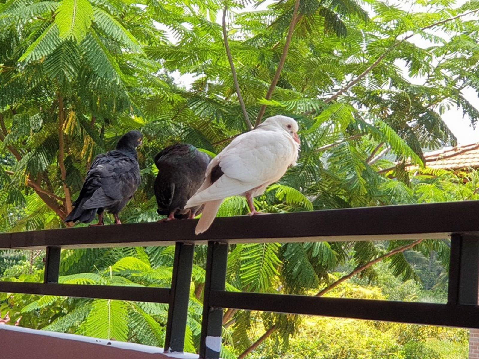 Countryside Phu Quoc Resort Dış mekan fotoğraf